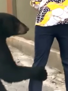Oso vuelve a intimidar a otra mujer, en México.