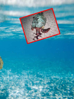 Tortuga apuñalada en San Andrés.