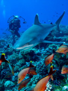 Tiburones están desapareciendo de los arrecifes de coral.