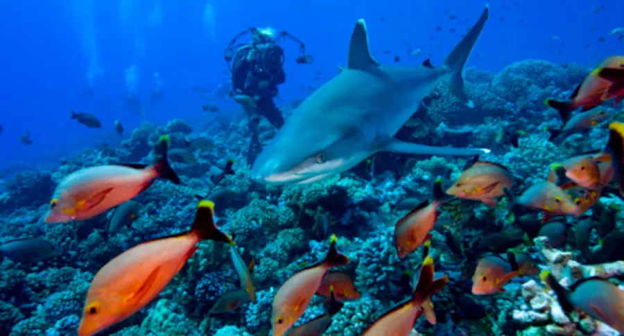 Tiburones están desapareciendo de los arrecifes de coral.