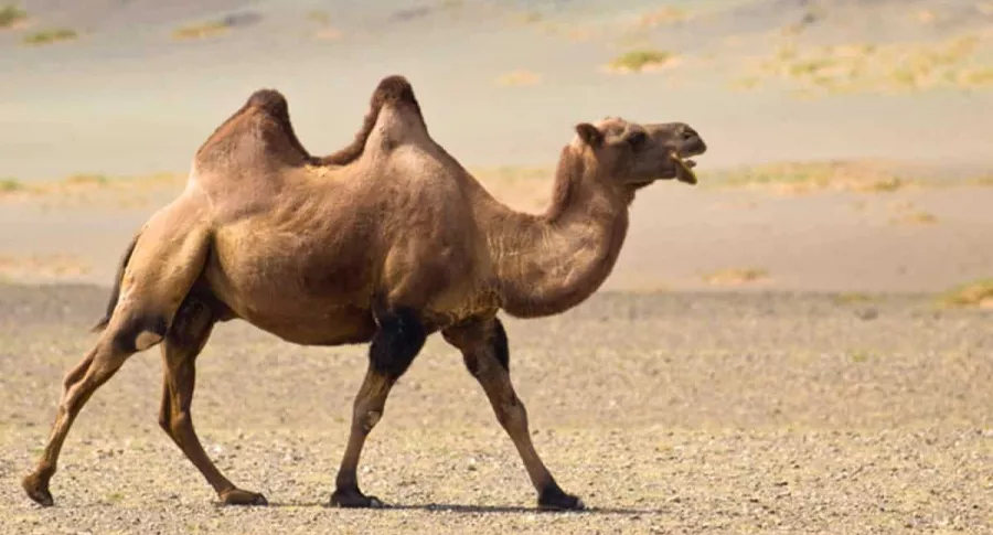Camello caminó 100 km para regresar con antiguo dueño