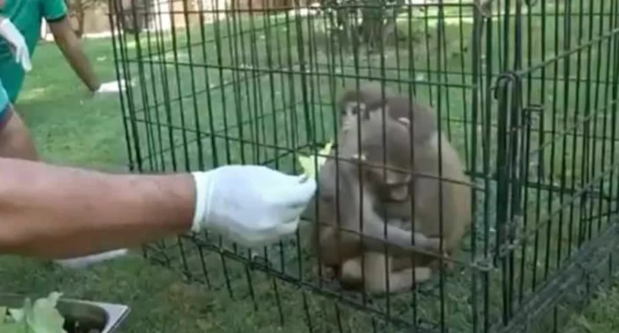 Video: monos no dejan de abrazar a hermano con Síndrome de Down
