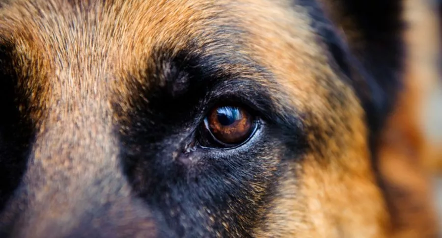 Falleció el primer perro que fue diagnosticado con coronavirus