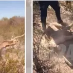 Video: matan a palazos a puma desorientado por incendio