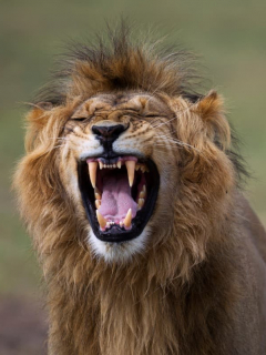 León le arrancó parte de un brazo a un hombre durante un safari en Tanzania.