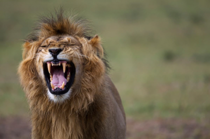 León le arrancó parte de un brazo a un hombre durante un safari en Tanzania.