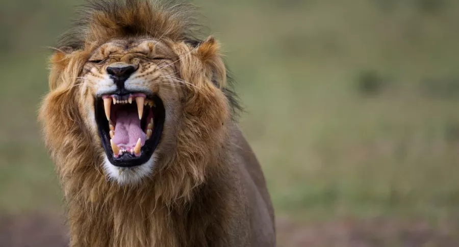 León le arrancó parte de un brazo a un hombre durante un safari en Tanzania.