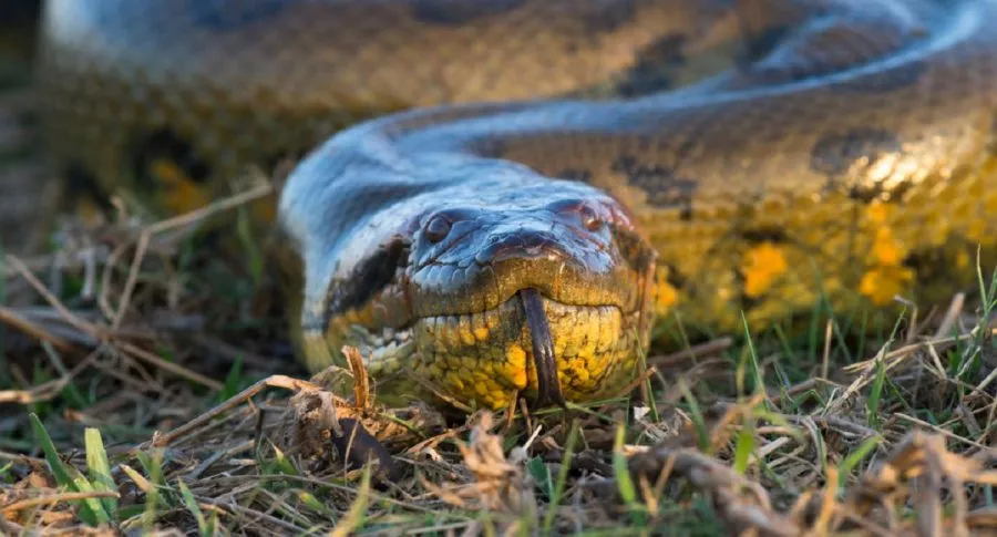 [Fotos] ¡Como de película! Anaconda come ganado fue liberada en selva caqueteña