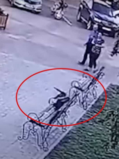 Video: cuervo roba dinero a delincuente