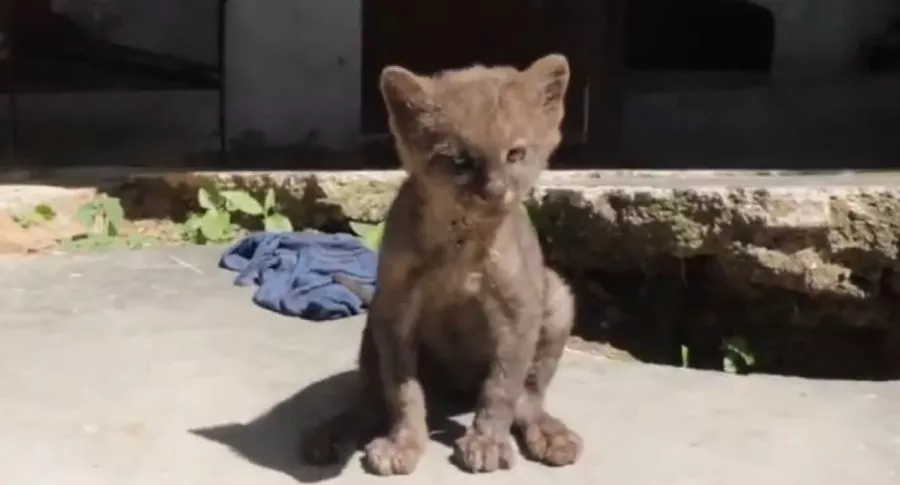 Puma adoptado que pasó por gato