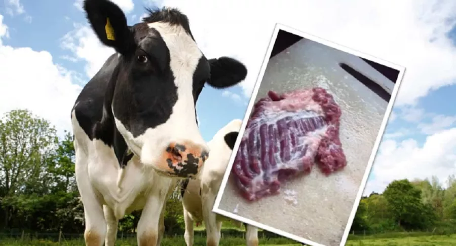 Susto por trozo de carne cruda que se movió antes de entrar al sartén; ¿resucitó la vaca?