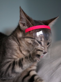 Gatos pueden contagiarse entre ellos con la COVID-19