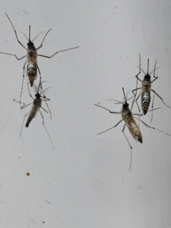 Mosquitos