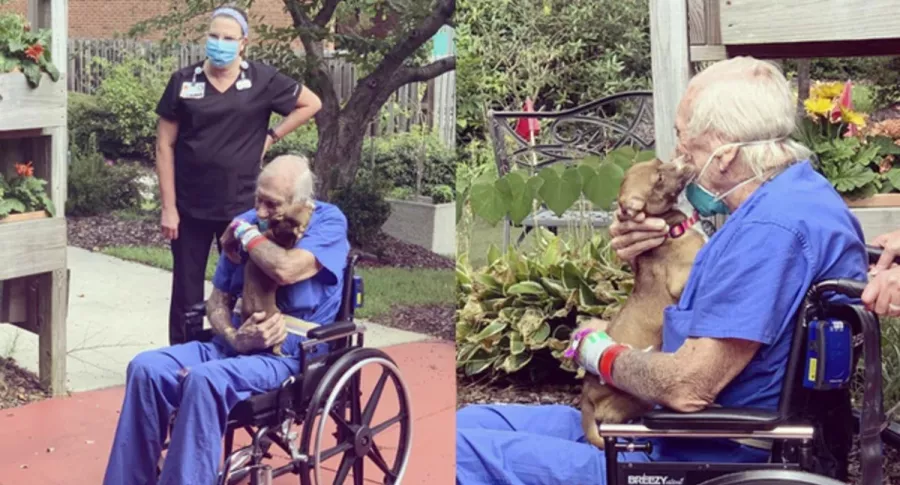 Fiel chihuahua salvó la vida de su amo, un anciano de 86 años
