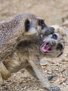 Suricatas apareándose, como sucedió en zoológico de Colombia