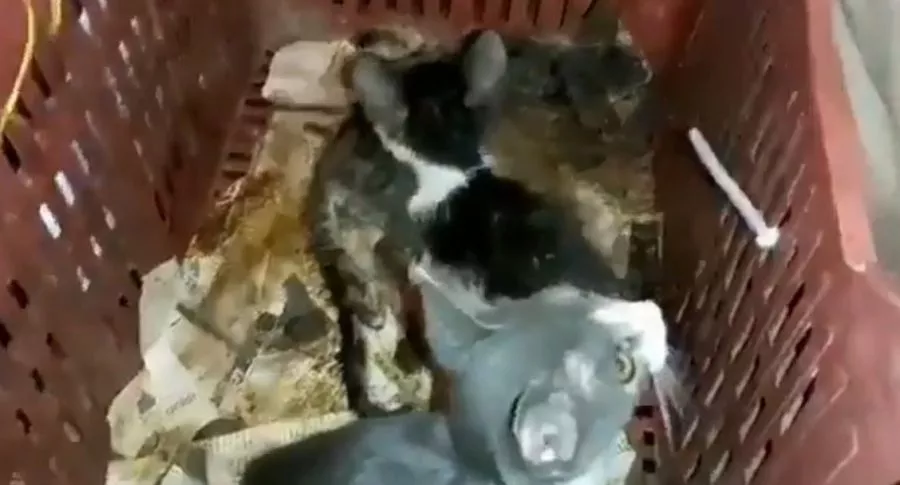 Descubren más de 270 gatos (algunos muertos) hacinados en un furgón camino a Bogotá