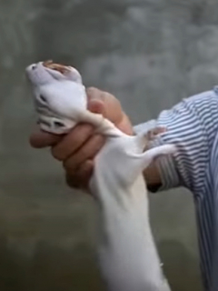 Rata del bambú, apta para consumo humano.