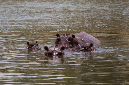 Parque Hacienda Nápoles: con hipopótamos listos para abrir tras cinco meses de cierre