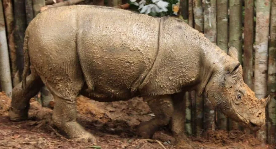 Buscan-clonar-al-rinoceronte-de-Sumatra