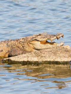 Cocodrilo
