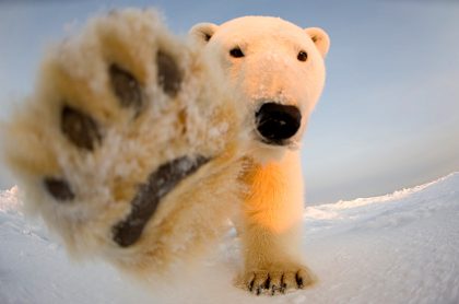 Cada vez más se presentan encuentros peligrosos entre humanos y osos polares