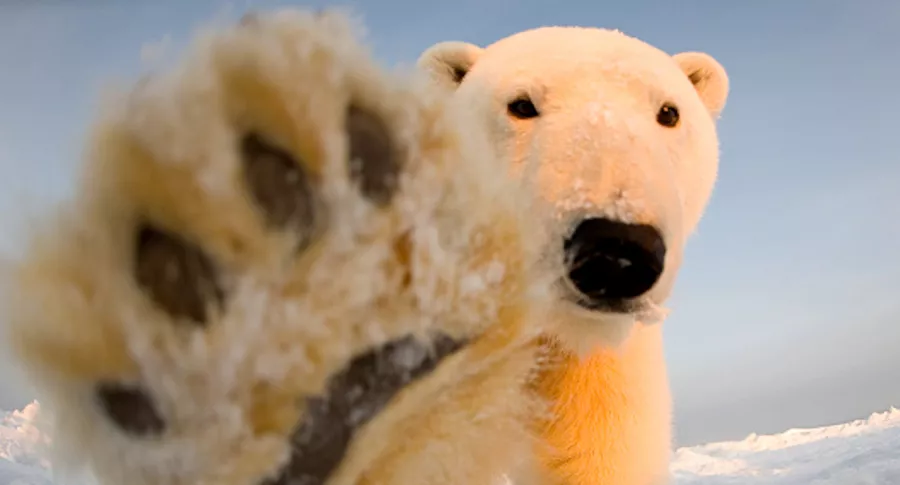Cada vez más se presentan encuentros peligrosos entre humanos y osos polares
