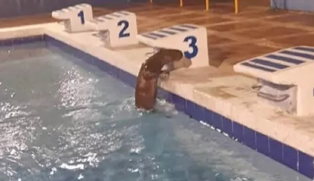 Chigüiro hallado en una piscina en Barrancabermeja. 