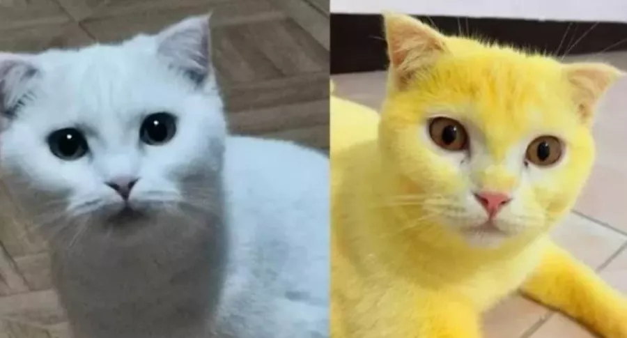 Fotos de gato que quedó completamente amarillo por remedio casero