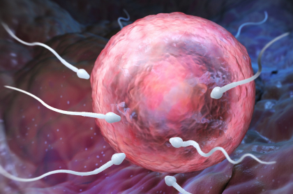 Ilustración de óvulo y espermatozóides, a propósito de cuánto tiempo sobreviven estos últimos dentro de la vagina