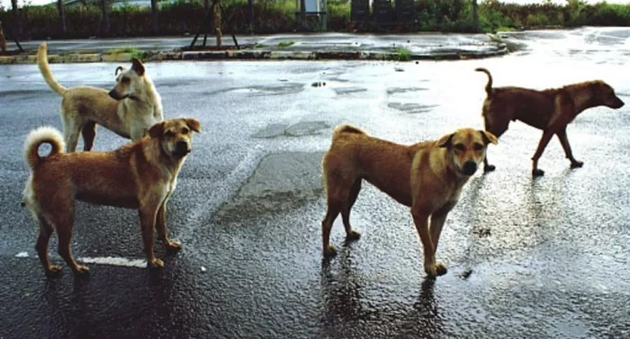 Perros callejeros