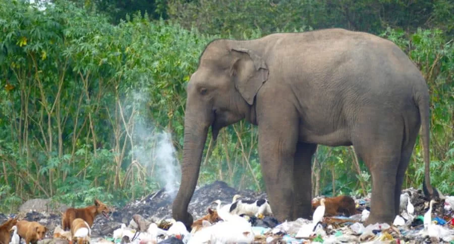 Elefante en medio de basura ilustra nota de foto de elefante que come residuos plásticos en India