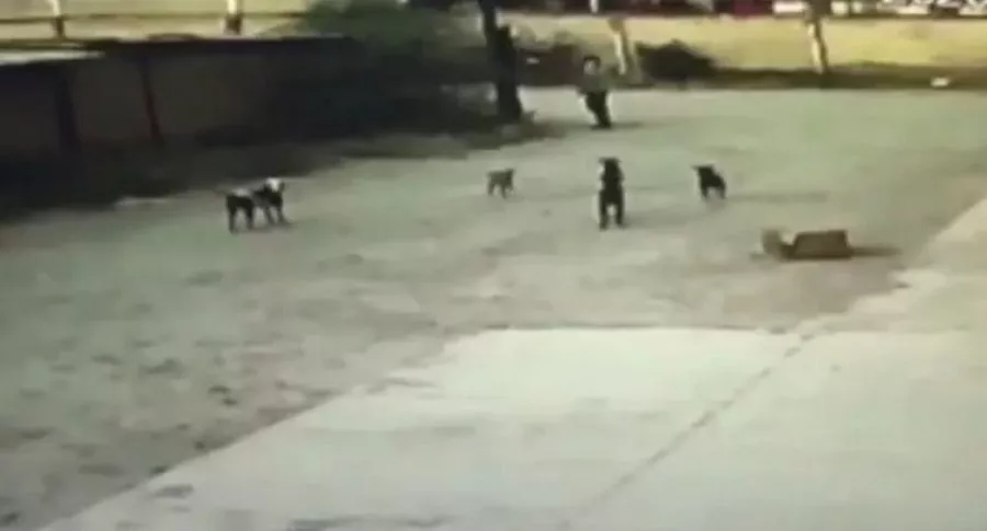 Jauría de perros mata a hombre que caminaba por calle de México
