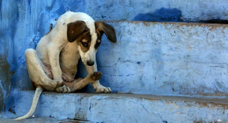 Perro abandonado, como el que quedó sin dueño en Perú y finalmente encontró hogar en Canadá.