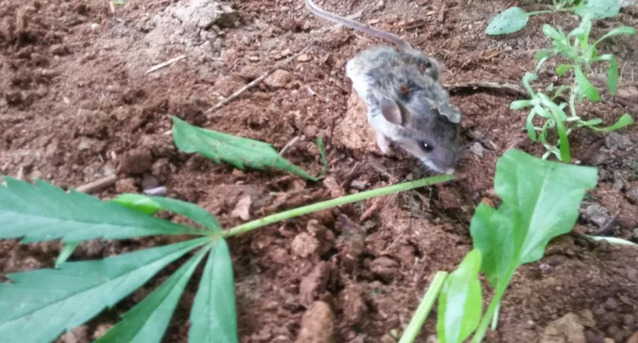 Foto de un ratón comiéndose un tallo de una hoja de marihuana. El animal lo hizo durante varios días, en Canadá.