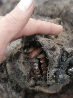 Foto del oso de las cavernas que hallaron en Rusia.