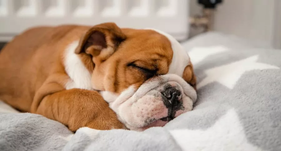 Imagen de perro durmiendo ilustra nota sobre por qué los canes rascan la cama antes de acostarse.