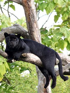 Pantera negra en un árbol.