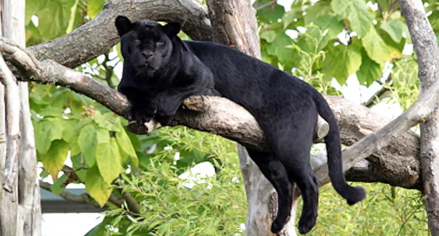 Pantera negra en un árbol.