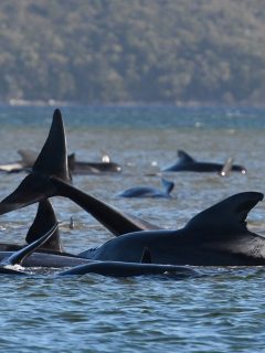 Cientos de ballenas piloto están atascadas en la bahía de Macquarie, Australia.