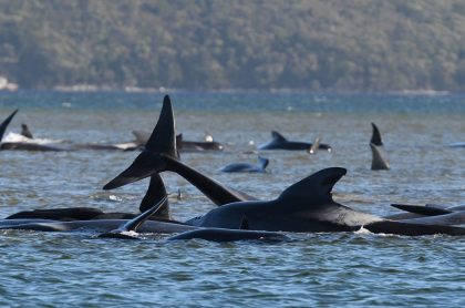 Cientos de ballenas piloto están atascadas en la bahía de Macquarie, Australia.