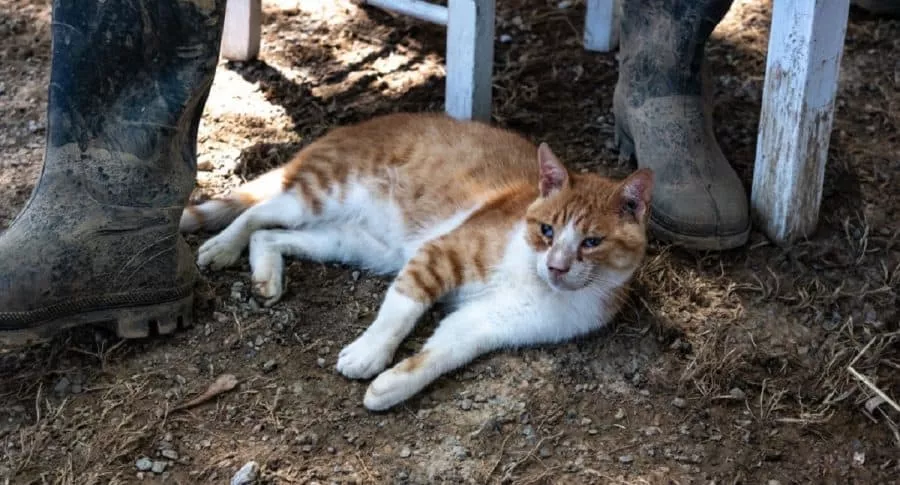 Gato imagen de referencia: mujer muere en Neiva, Huila, tras ser mordida por su gato. 