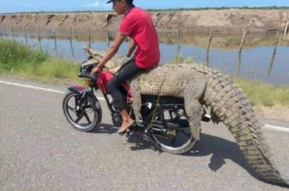 Captura de pantalla de jóvenes que se robaron a cocodrilo y se lo llevaron en moto