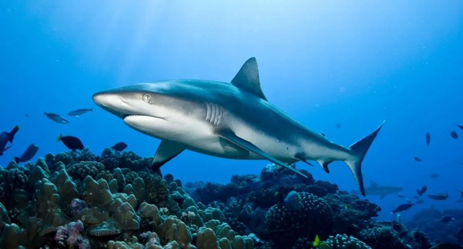 Foto de tiburón, a propósito de que podría morir medio millón por crear vacuna contra coronavirus