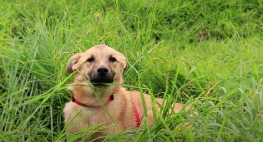 Imagen de la perra de la familia campesina ‘youtuber’ que murió envenenada