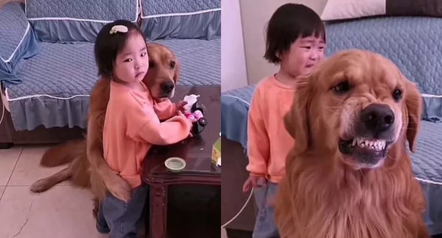 Capturas de pantalla de perro Golden retriever que defendió a niña de los regaños de su mamá