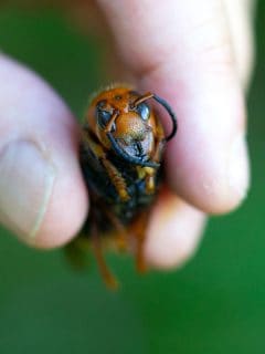 Imagen de avispón gigante asiático, segundo de su especie que se escapa de científicos en EE.UU.