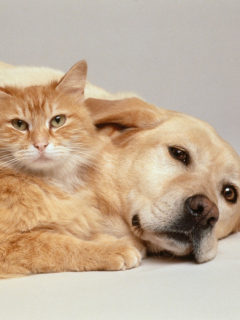 Foto de perro y gato ilustra nota sobre el 'Sisbén' que tendrán las mascotas de familias pobres en Pereira.