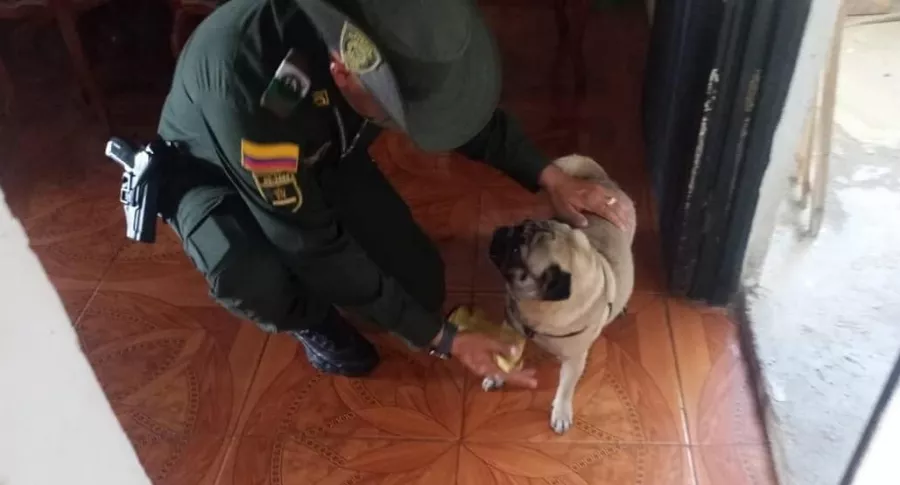 Imagen del agente de Policía que salvó a perra arrojada por niño a barranco, en Tolima