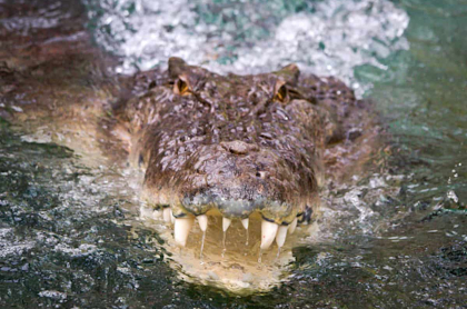 Hombre fue atacado por cocodrilo en laguna de México.