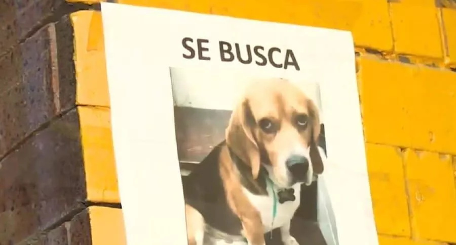 Imagen del perro que fue robado por un delincuente a una adulta mayor, en Bogotá